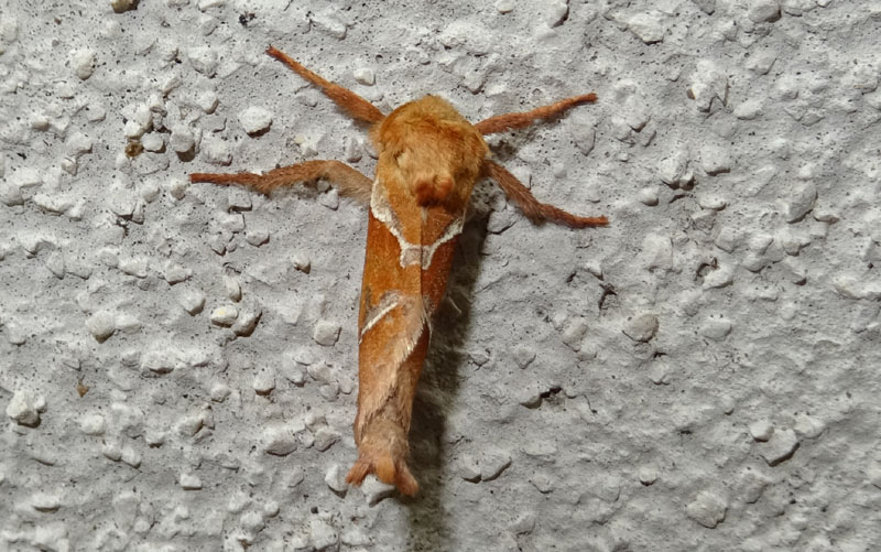 tutte 3, stessa Specie ?...s�: Triodia sylvina - Hepialidae